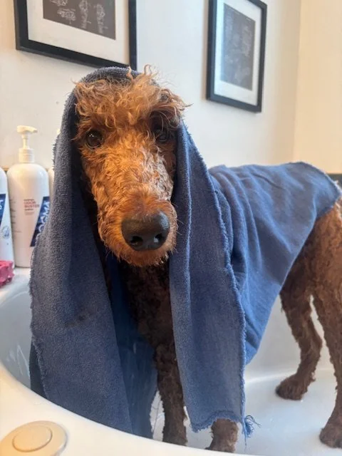 Dog with a blue towel draped over its head and back, standing in a bathroom.