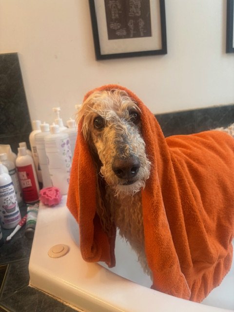 Dog with a damp, curly coat wrapped in an orange towel with a towel draped over its head, sitting on a grooming or bathing station counter.