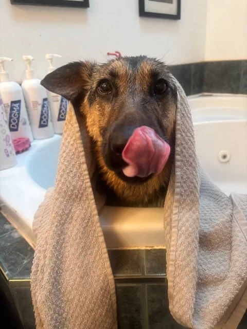 A dog with a towel around its head, licking its nose, sitting in a sink in a bathroom.