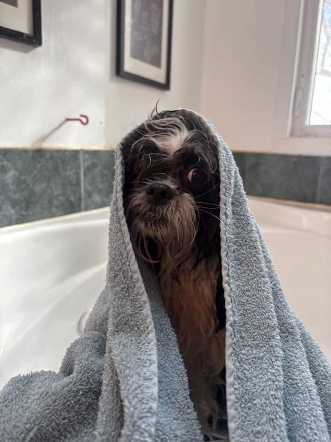 A small black and brown dog with long fur and glasses has a gray towel draped over its head, resembling a hood. The dog is sitting on a bathroom sink or counter.