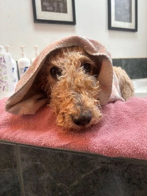 A curly-haired dog lying on a pink towel with a hood over its head, in a grooming or veterinary setting.