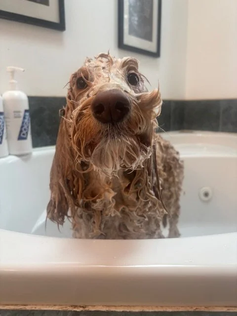 A wet dog in a bathtub, looking at the camera with a curious expression.