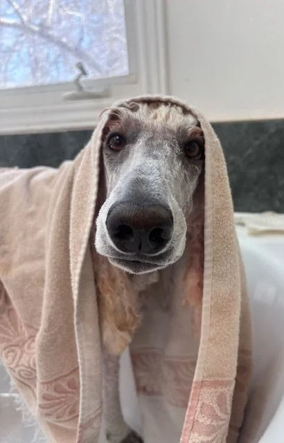 Dog with a towel draped over its head indoors near a window.