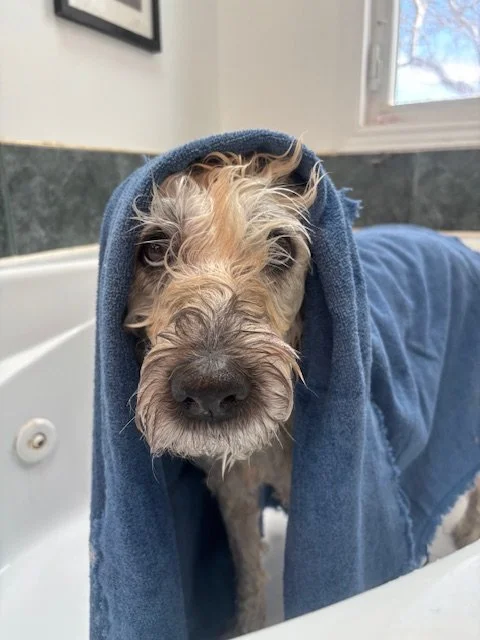 A dog with a towel draped over its head and shoulders, standing in a bathroom.