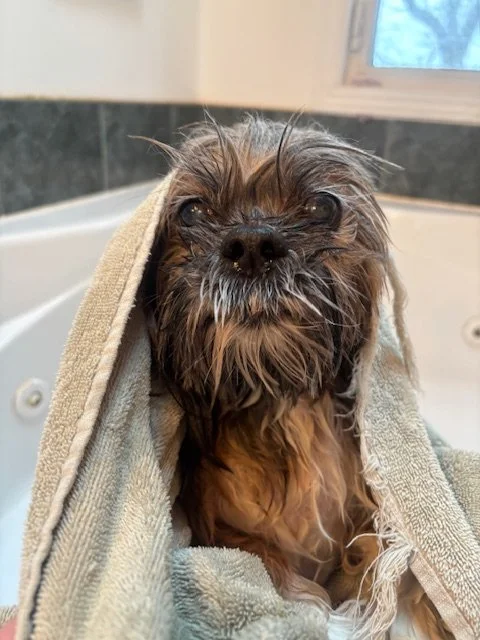 Wet dog wrapped in a towel with a window in the background.