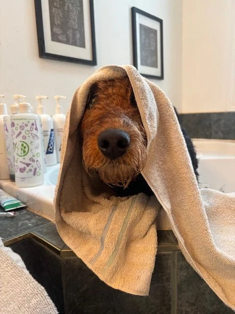 A dog with a towel draped over its head, sitting in a sink or bathtub with bottles and toiletries in the background.