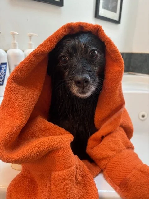 A small black dog wrapped in an orange towel, sitting in a sink or tub with a bathrobe on, with bathroom soap bottles and framed photos in the background.
