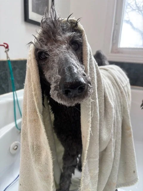 Wet black and gray dog with a towel draped over its head, standing in a bathroom.