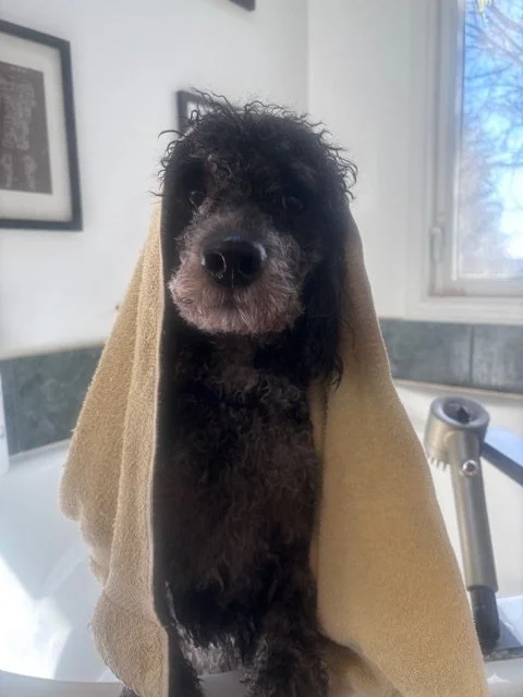 A black curly-haired dog with a towel draped over its head, indoors near a window.