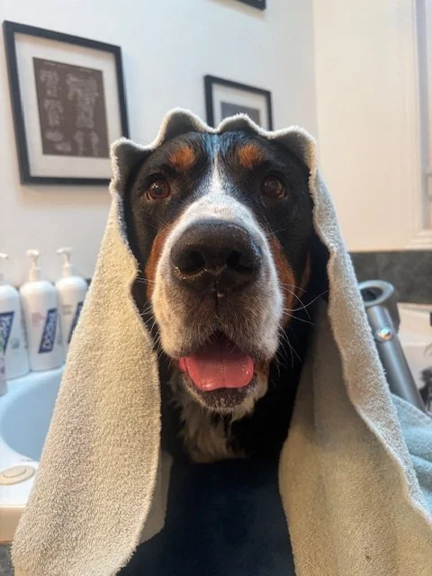 A dog with a towel draped over its head, sitting at a grooming station.