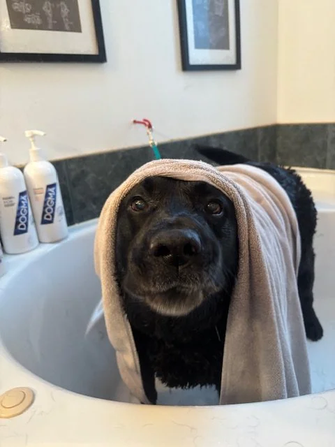 Black dog with a towel draped over its head in a bath tub