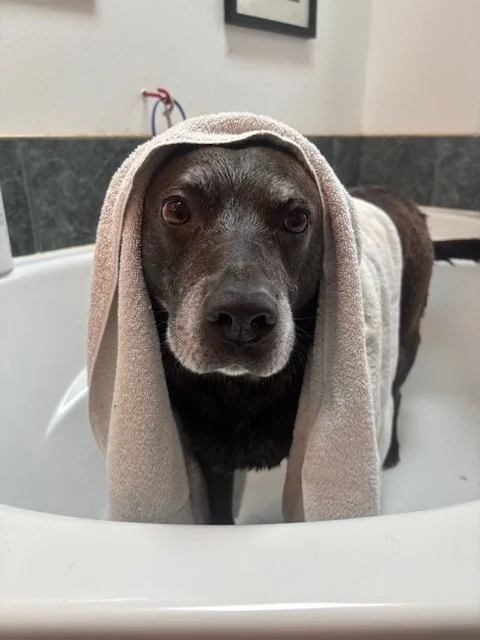 A dog with a towel over its head, standing in a bathtub.