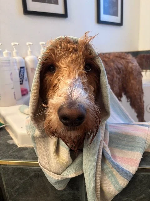A brown and white curly-haired dog with a towel over its head, looking directly at the camera in a grooming or veterinary setting.