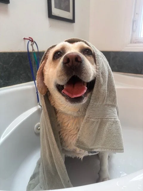Happy dog in a bathtub with a towel draped over its head.