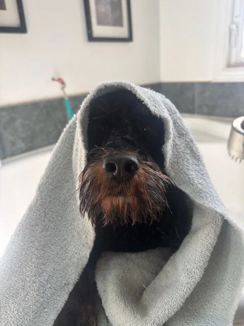 Dog with a gray towel draped over its head, inside a bathroom.