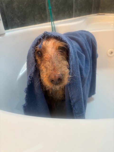 A small dog with wet, curly fur wrapped in a blue towel in a bathtub.