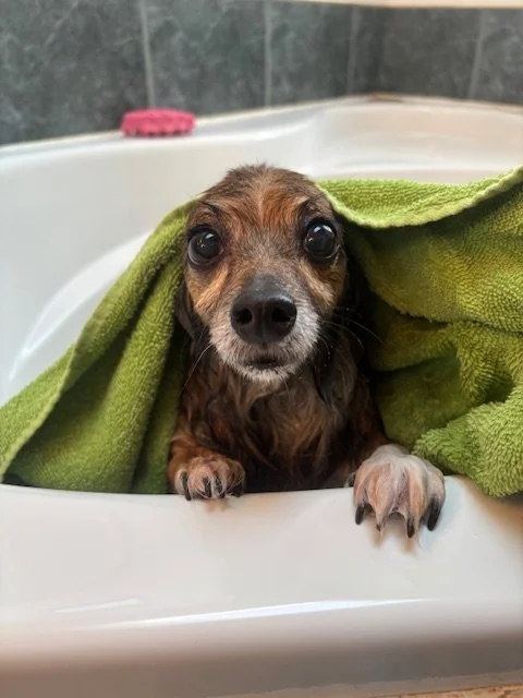A small brown dog wrapped in a green towel, sitting in a white bathtub with a pink bath sponge in the background.