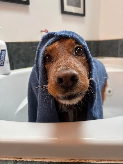 Dog with a blue hoodie on in a bathroom or grooming area, looking at the camera.