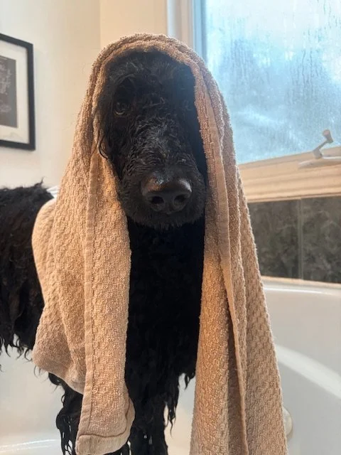 A black dog with a towel draped over its head, standing in a bathroom near a window and bathtub.