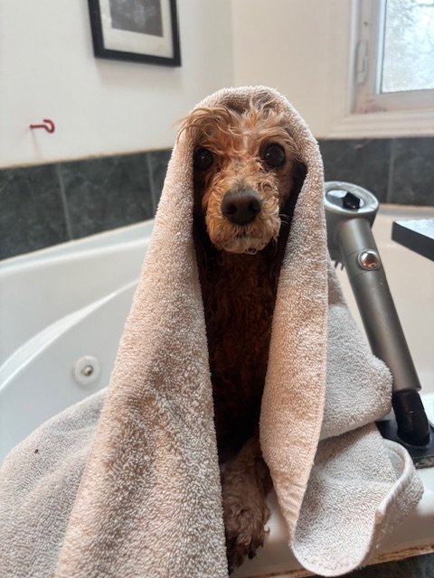 A brown dog with a towel draped over its head sitting in a bathtub.