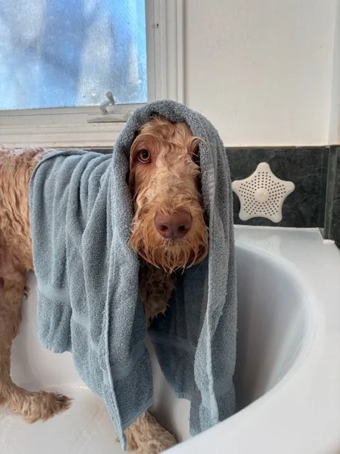 A wet dog with a towel draped over its head, sitting in a bathtub near a window.