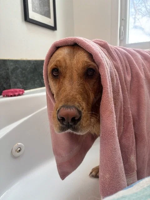 A dog with a pink towel draped over its head, standing near a bathtub in a bathroom.