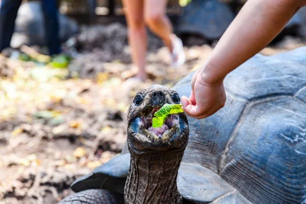 turtle 4.jpeg