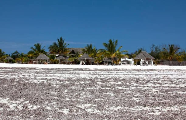 michamvi beach 4.jpeg