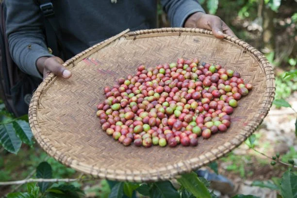 Kizimbani Spice Farm 15.jpeg