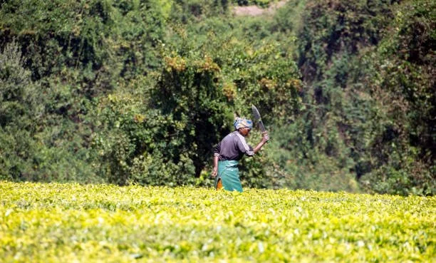 Kizimbani Spice Farm 14.jpeg