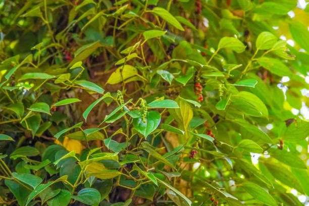Kizimbani Spice Farm 12.jpeg