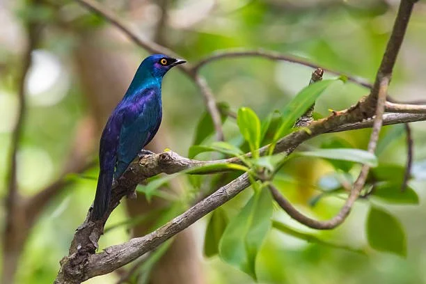bird 3.jpeg