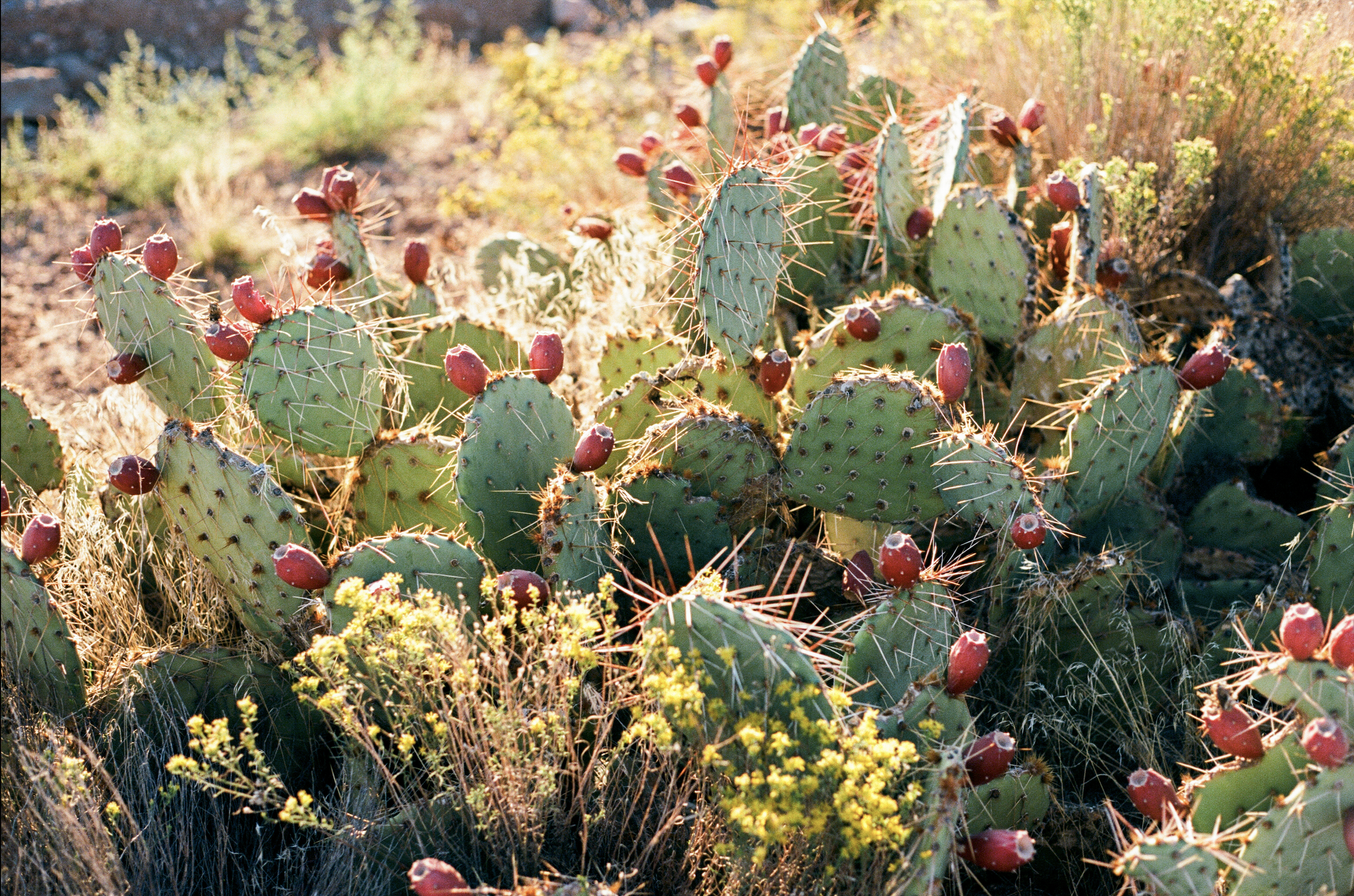 Prickly Pear Cactus in Utah on 35mm Film
