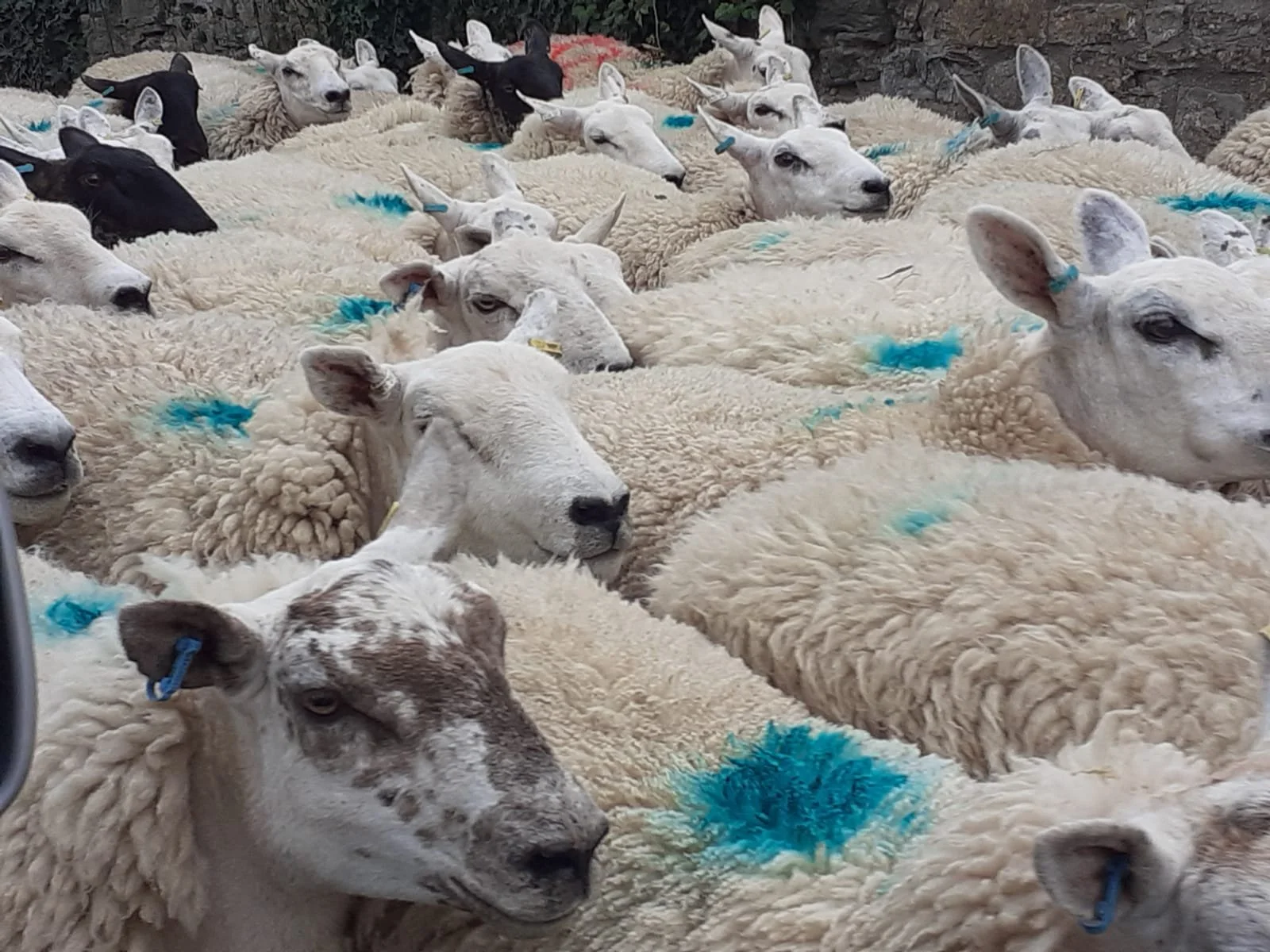 WhatsApp Image 2024-06-11 at 18.23.41.jpeg