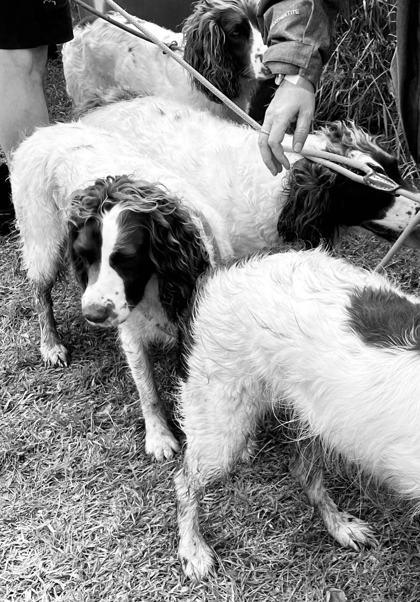 WhatsApp Image 2024-05-26 at 20.16.08.jpeg