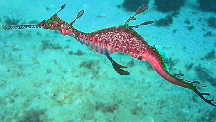 Common weedy sea dragon