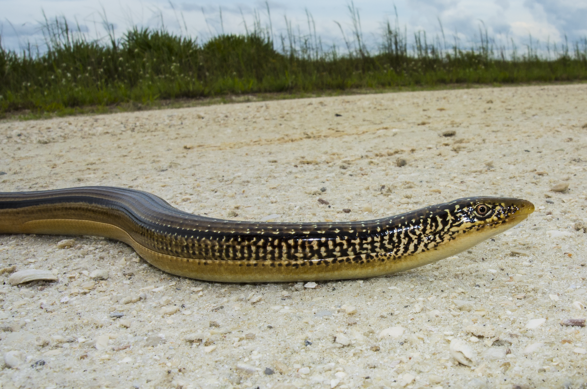 Eastern glass lizard