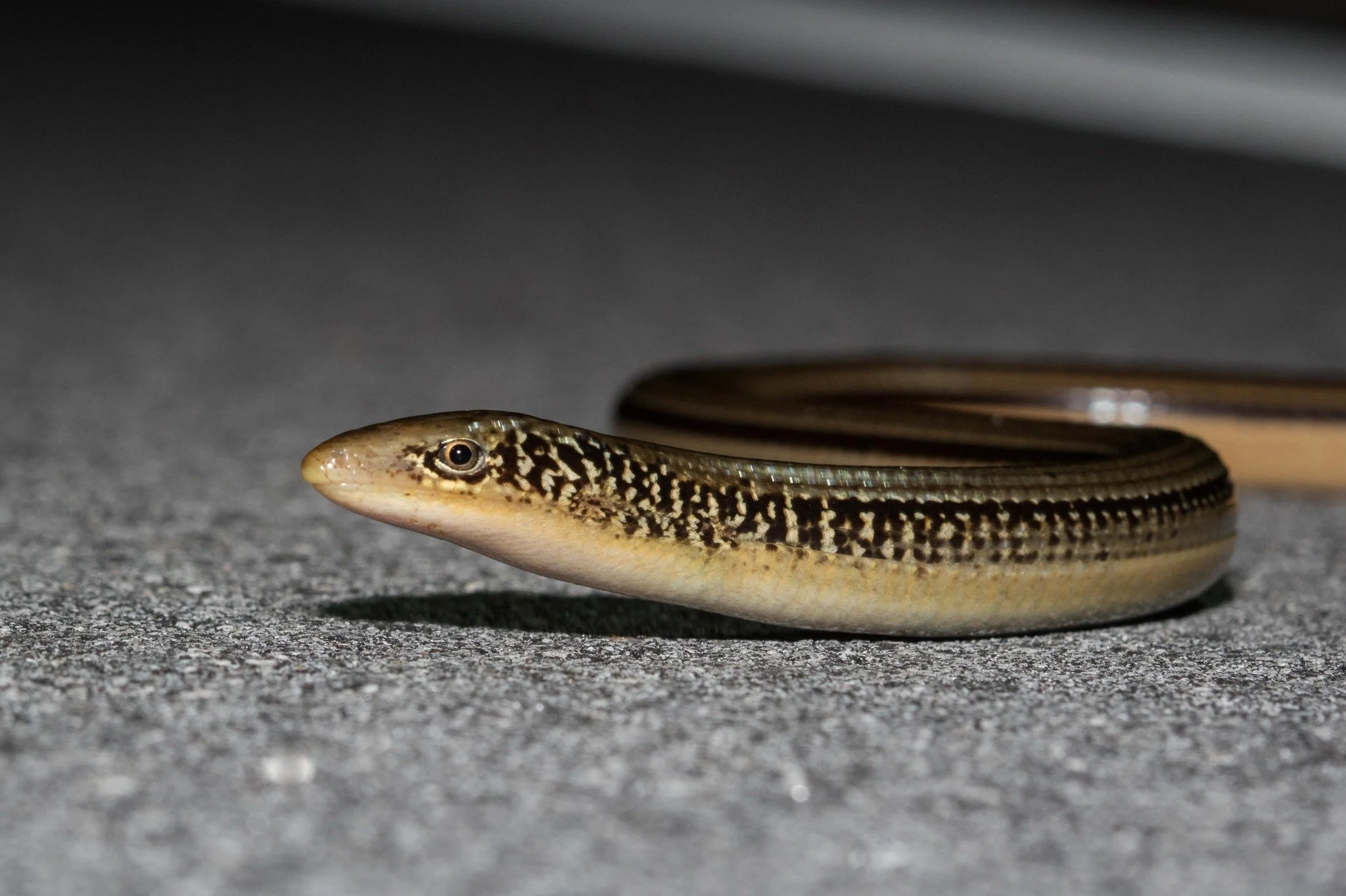 Island glass lizard
