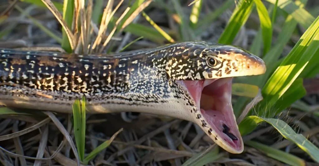Eastern glass lizard