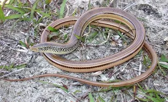 Island glass lizard