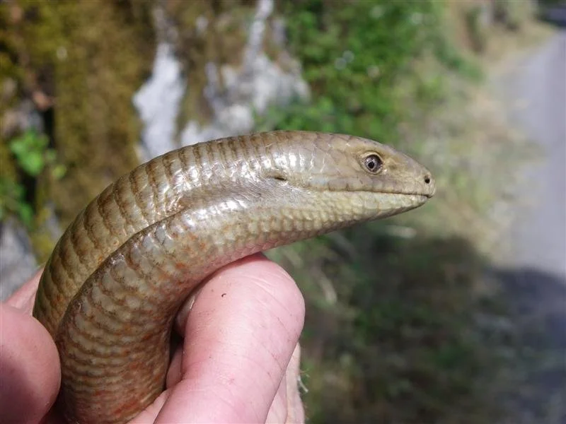 Sheltopusik aka European glass lizard