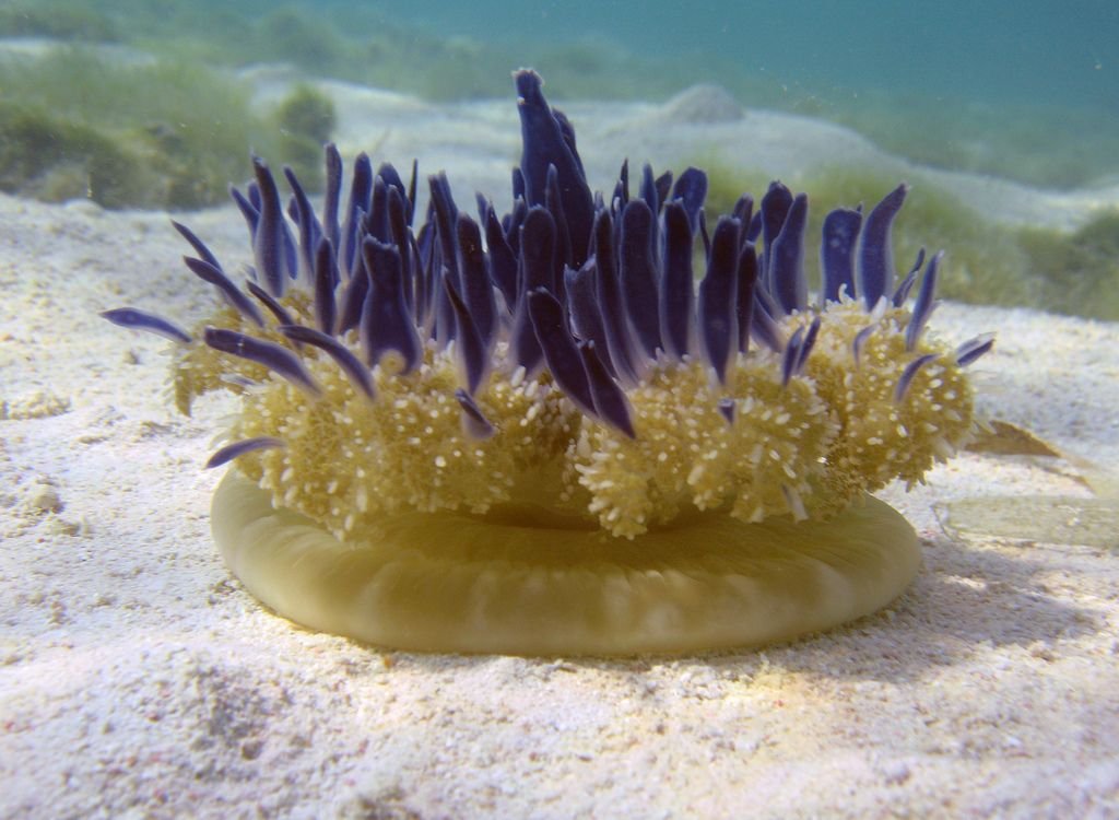 Photo Credit: pixelhustler/reef2reef