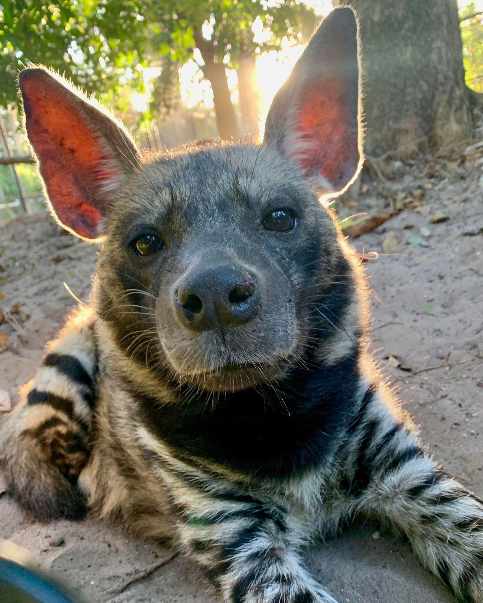 Hera, the most beautiful Striped hyena