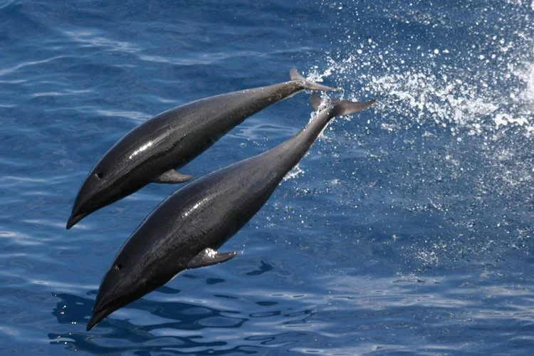 Northern right whale dolphin