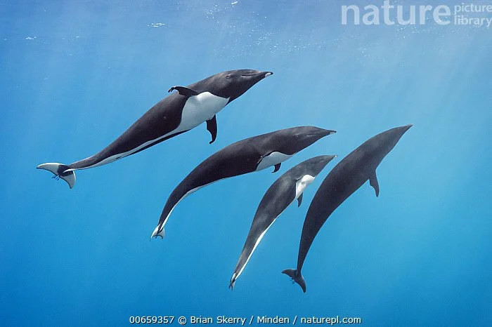 Northern right whale dolphin