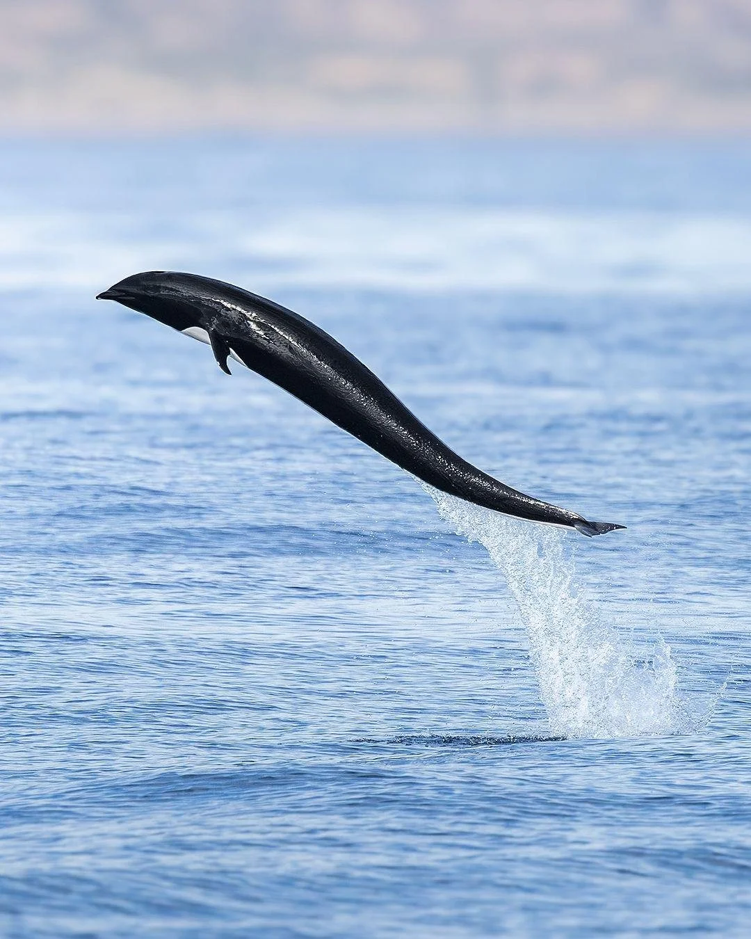 Northern right whale dolphin