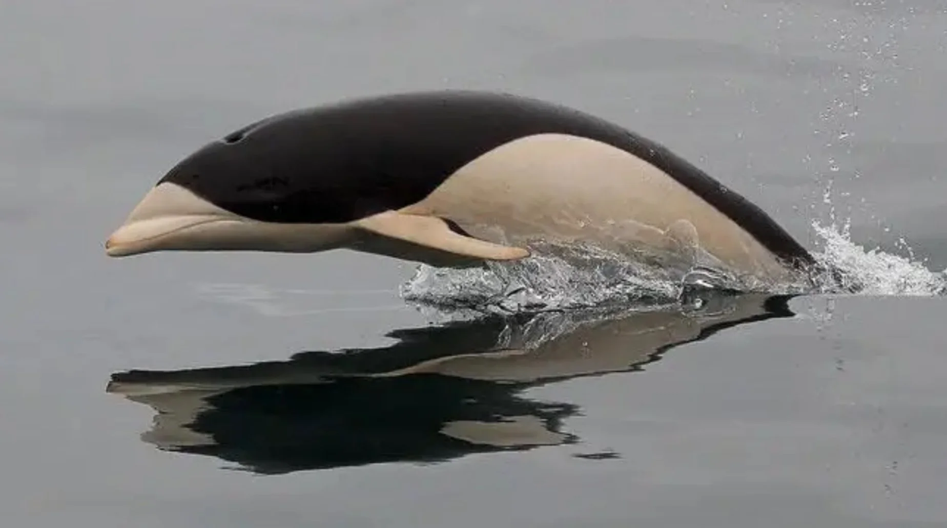 Southern right whale dolphin