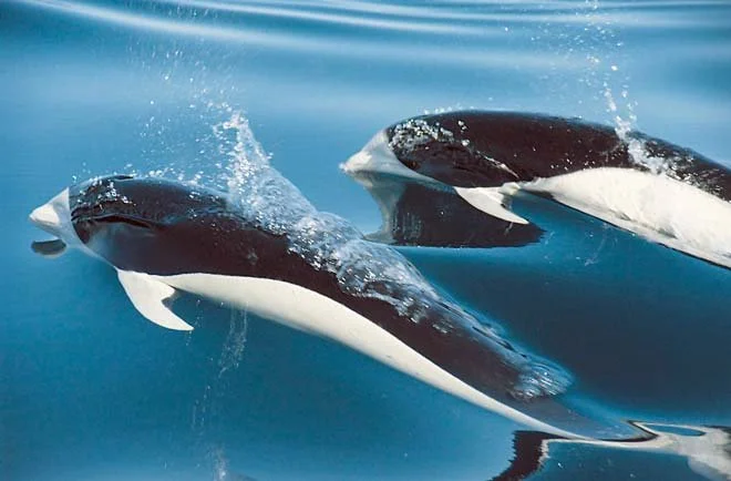 Southern right whale dolphin