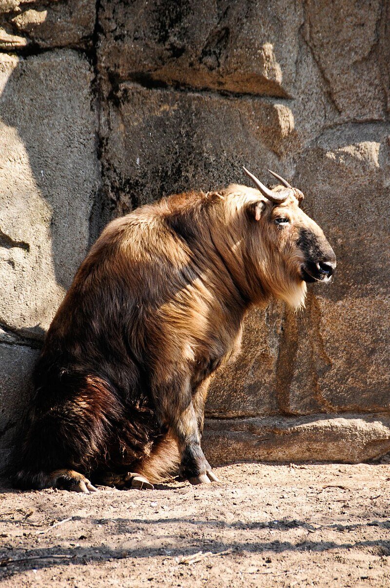 Tibetan takin at the Lincoln Park Zoo in Chicago