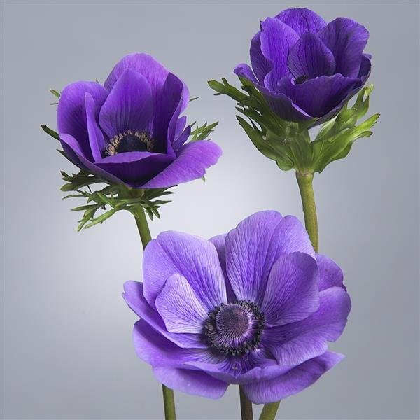 Anemone Jerusalem Blue.jpeg